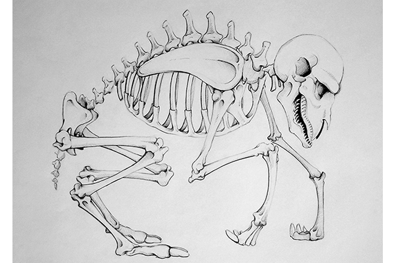 Anatomical Drawing of Fictional Creature